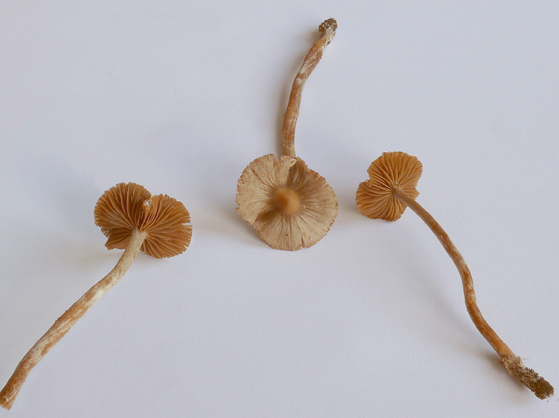 Cortinarius Pelargonium